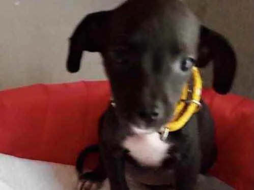 Cachorro ra a Mestiça  idade 2 a 6 meses nome Pitty