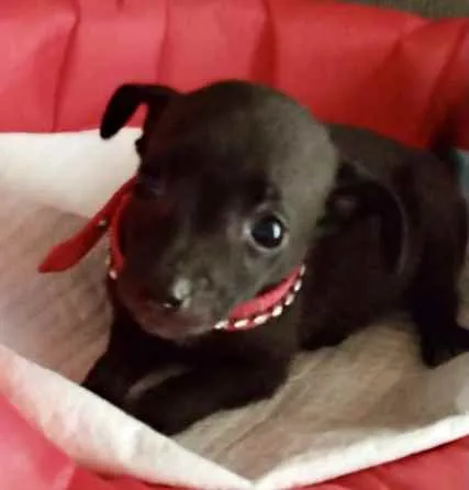 Cachorro ra a Mestiça  idade 2 a 6 meses nome Jade 