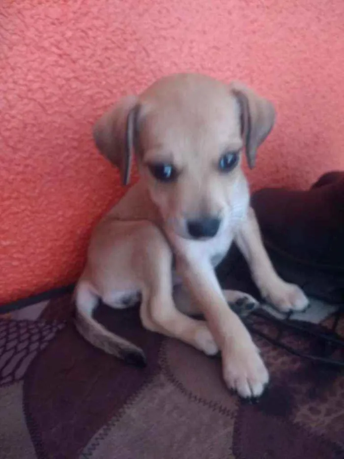 Cachorro ra a SRD idade 2 a 6 meses nome Luna