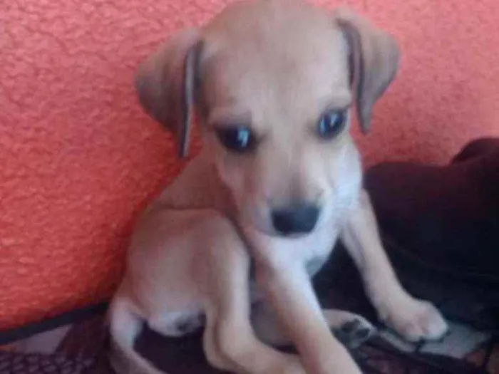 Cachorro ra a SRD idade 2 a 6 meses nome Luna