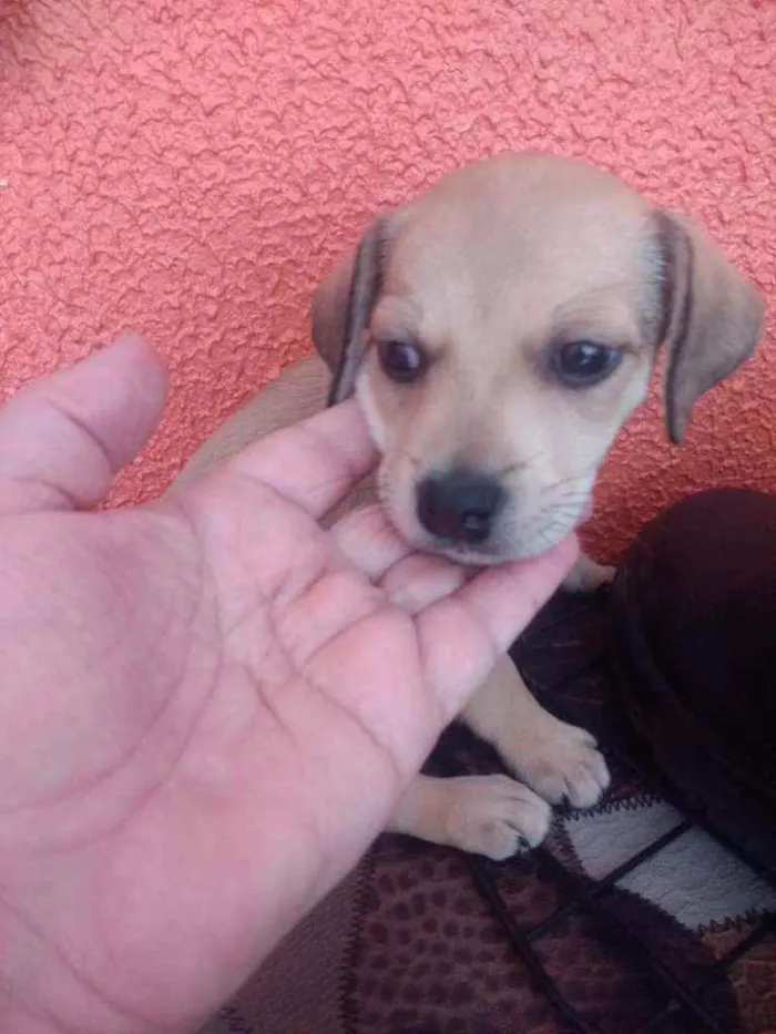 Cachorro ra a SRD idade 2 a 6 meses nome Luna