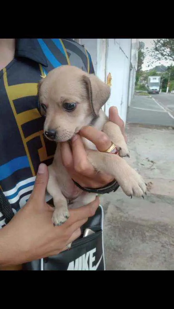 Cachorro ra a SRD idade 2 a 6 meses nome Luna