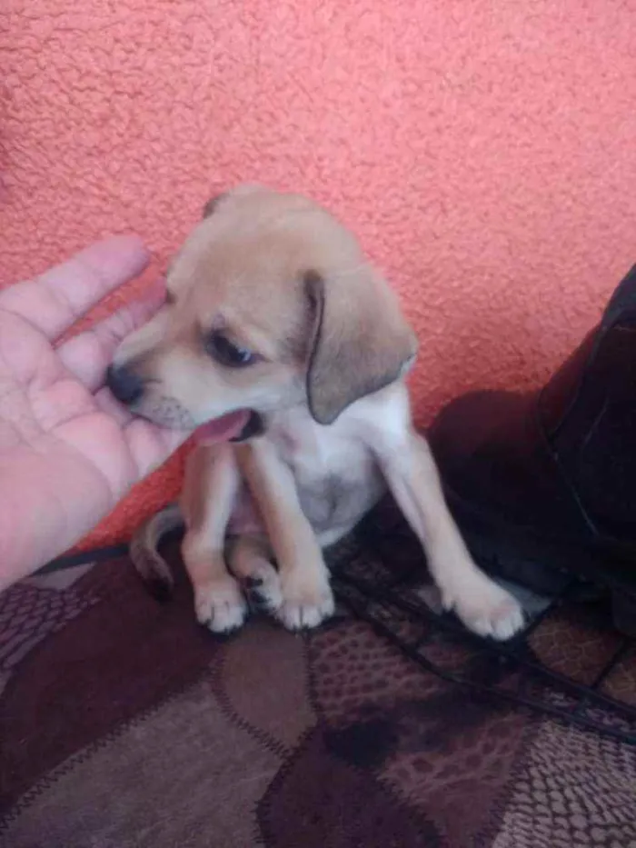 Cachorro ra a SRD idade 2 a 6 meses nome Luna