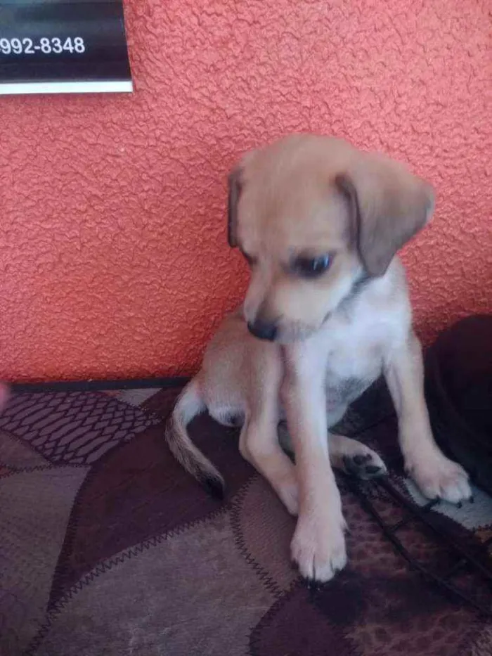 Cachorro ra a SRD idade 2 a 6 meses nome Luna
