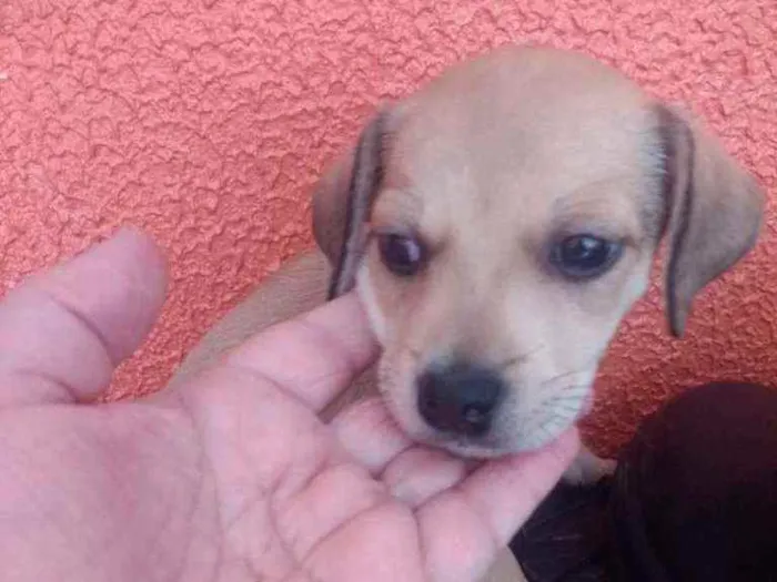 Cachorro ra a SRD idade 2 a 6 meses nome Luna