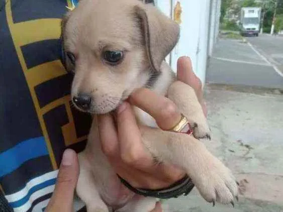 Cachorro ra a SRD idade 2 a 6 meses nome Luna