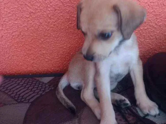 Cachorro ra a SRD idade 2 a 6 meses nome Luna