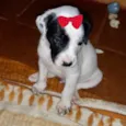 Cléo 