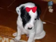Cléo 