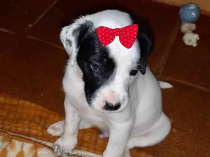Cachorro ra a SRD idade 2 a 6 meses nome Cléo 