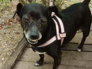 Cachorro raça Vira lata idade 6 ou mais anos nome Lilica