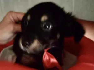 Cachorro raça SRD idade 2 a 6 meses nome Thor 