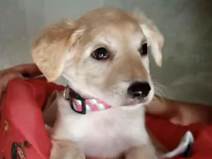 Cachorro raça SRD idade 2 a 6 meses nome Clarinha 