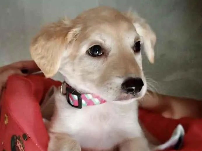 Cachorro ra a SRD idade 2 a 6 meses nome Clarinha 
