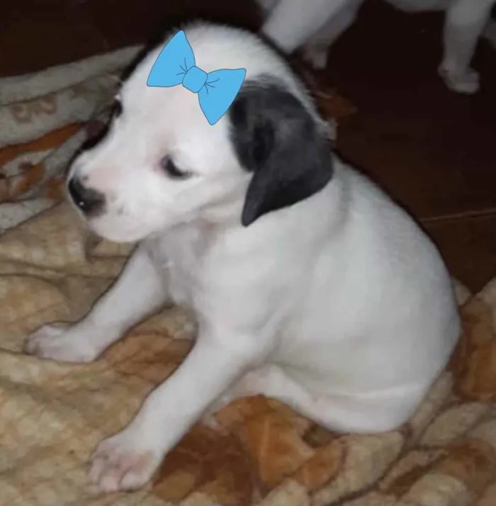 Cachorro ra a SRD idade 2 a 6 meses nome Luana 