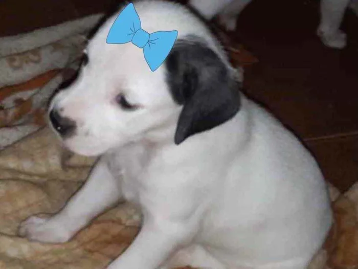 Cachorro ra a SRD idade 2 a 6 meses nome Luana 