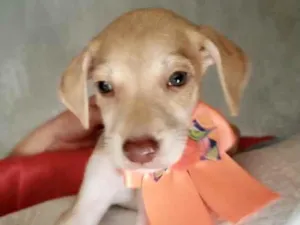 Cachorro raça SRD idade 2 a 6 meses nome Lolinha 