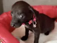Sofie 