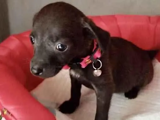 Cachorro ra a Mestiça  idade 2 a 6 meses nome Sofie 