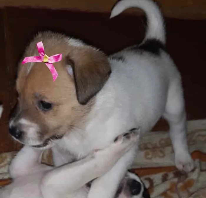 Cachorro ra a SRD idade 2 a 6 meses nome Raika 