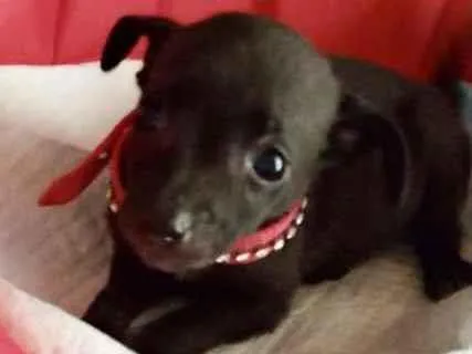 Cachorro ra a Mestiça  idade 2 a 6 meses nome Jade 