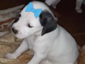 Cachorro raça SRD idade 2 a 6 meses nome Luana 