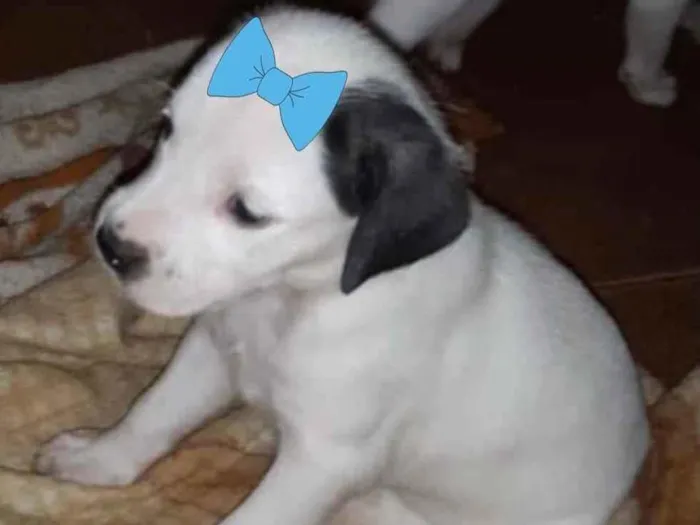Cachorro ra a SRD idade 2 a 6 meses nome Luana 