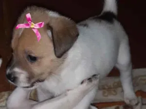 Cachorro raça SRD idade 2 a 6 meses nome Raika 