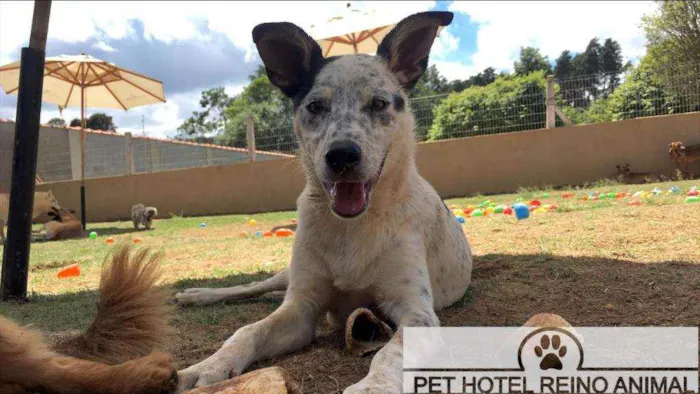 Cachorro ra a Vira lata idade 7 a 11 meses nome Dico