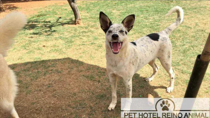 Cachorro ra a Vira lata idade 7 a 11 meses nome Dico