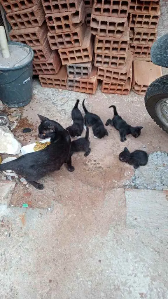 Gato raça Srd idade Abaixo de 2 meses nome Filhotes para adoção