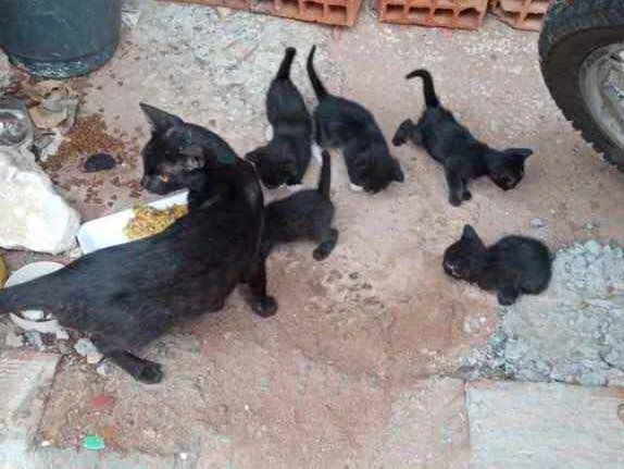 Gato raça Srd idade Abaixo de 2 meses nome Filhotes para adoção