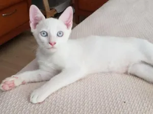 Gato raça SRD-ViraLata idade 2 a 6 meses nome Júlio 