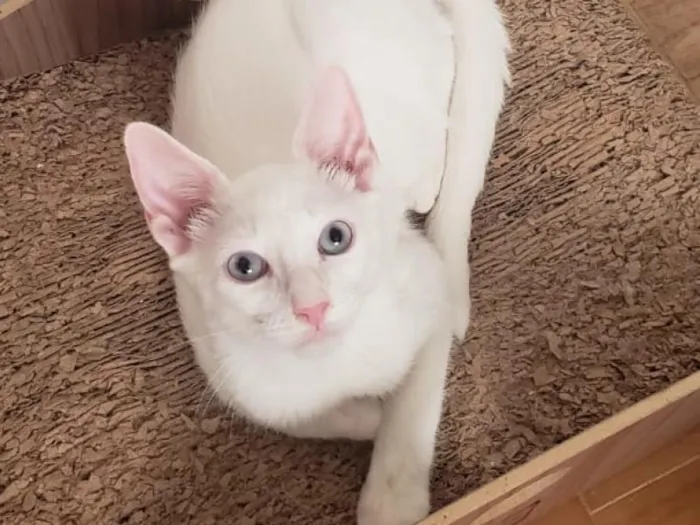 Gato raça SRD-ViraLata idade 2 a 6 meses nome Kowalski