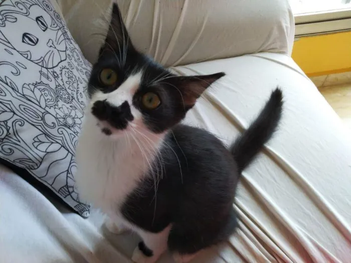 Gato raça SRD-ViraLata idade 2 a 6 meses nome Lucio Malfoy