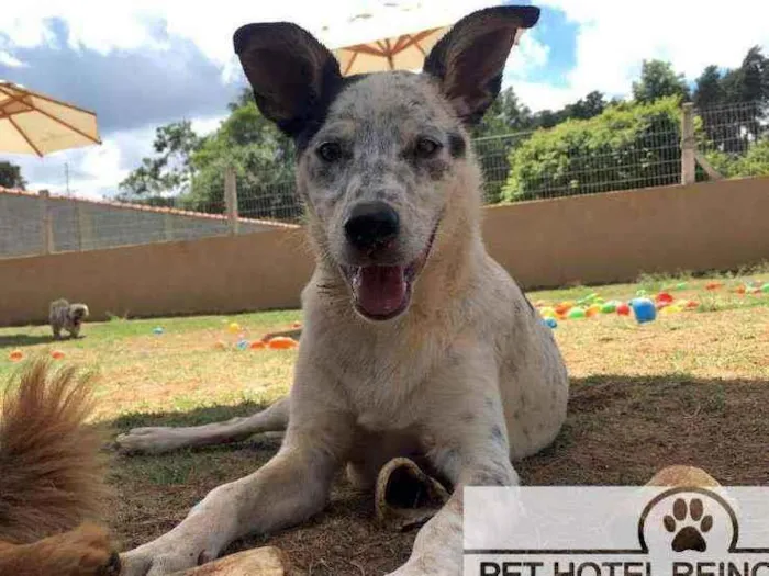 Cachorro ra a Vira lata idade 7 a 11 meses nome Dico