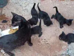 Gato raça Srd idade Abaixo de 2 meses nome Filhotes para adoção