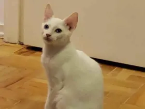Gato raça SRD-ViraLata idade 2 a 6 meses nome Kowalski