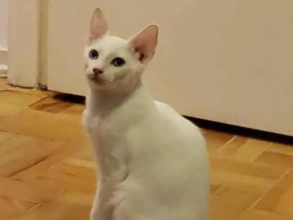 Gato raça SRD-ViraLata idade 2 a 6 meses nome Kowalski