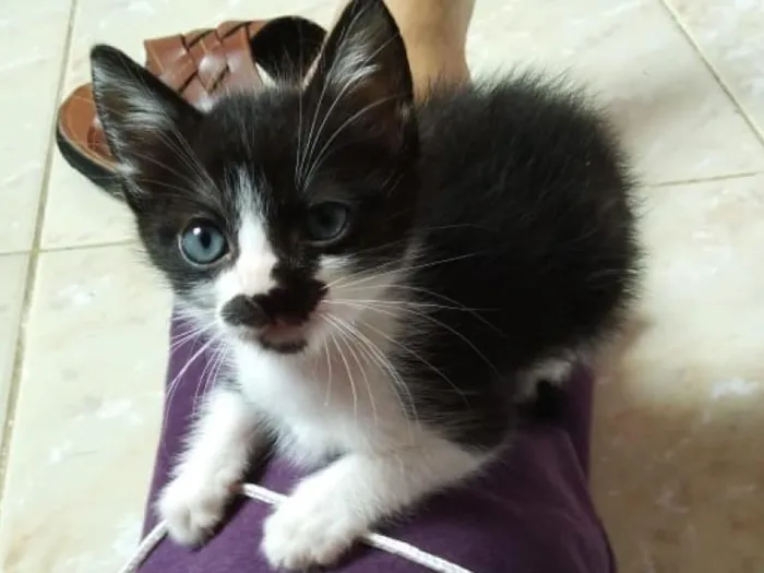 Gato raça SRD-ViraLata idade 2 a 6 meses nome Cedrico