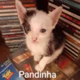 Pandinha