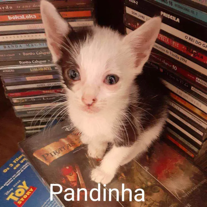 Gato raça Comum idade 2 a 6 meses nome Pandinha
