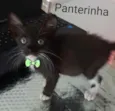 Panterinha