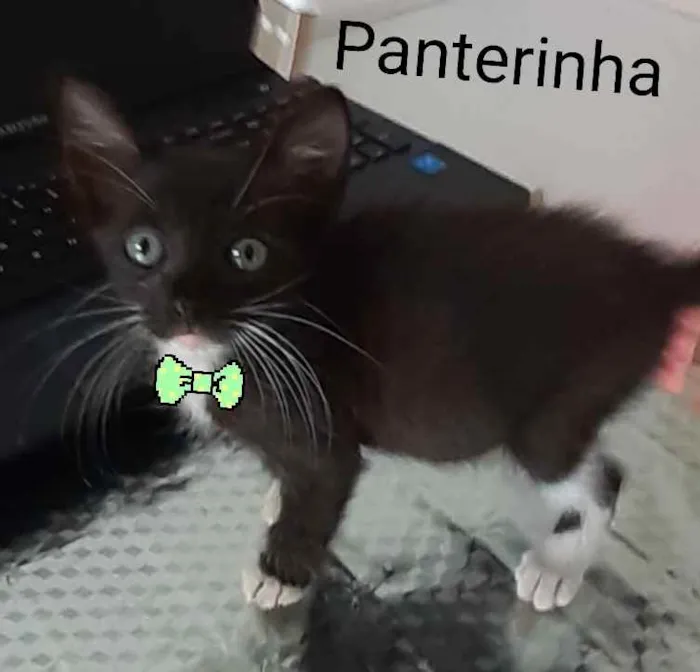 Gato raça Comum idade 2 a 6 meses nome Panterinha