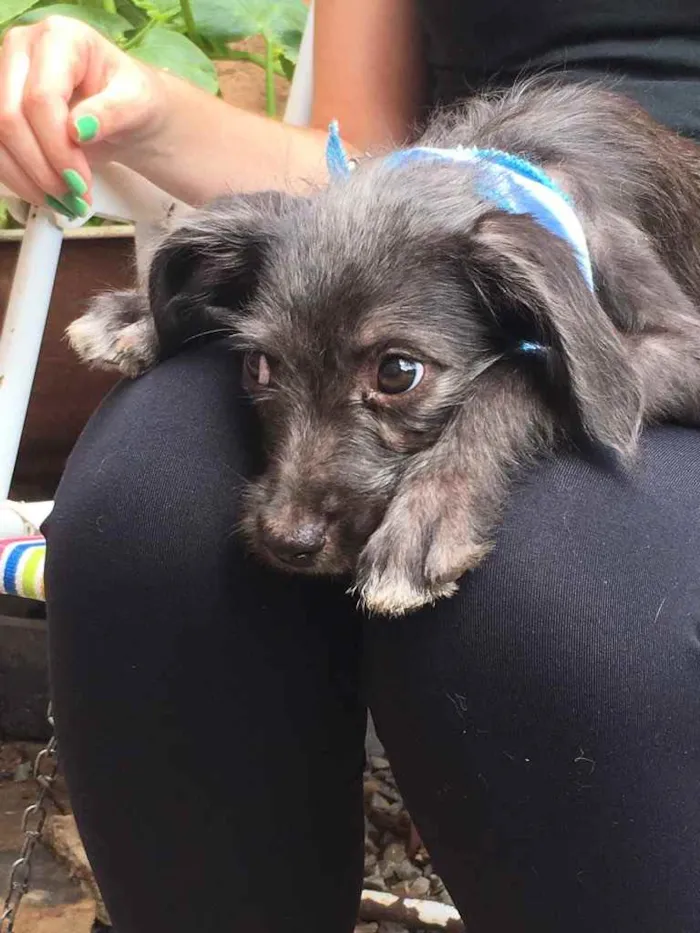 Cachorro ra a Brasileira idade Abaixo de 2 meses nome Sem nome