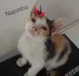 Napinho