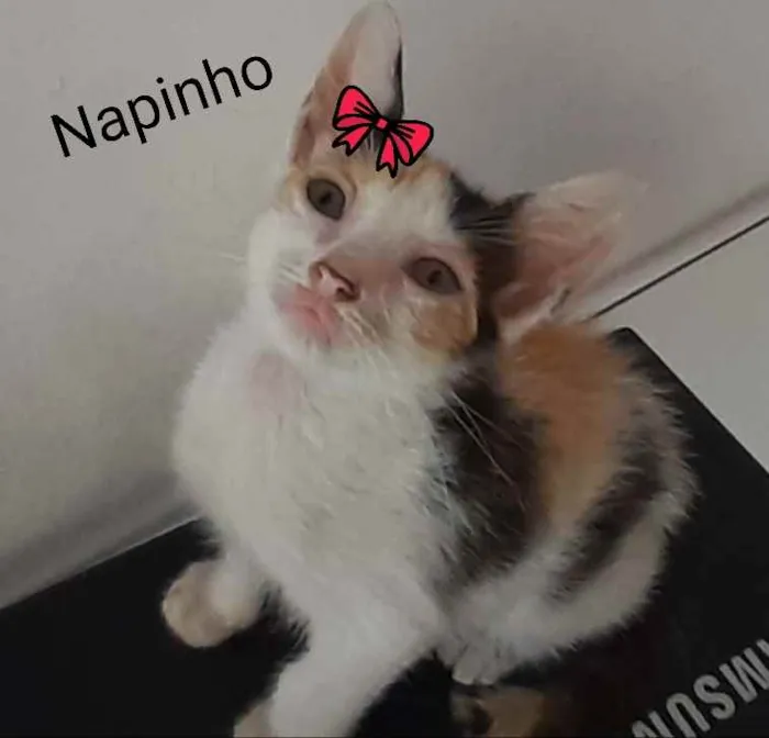 Gato raça Comum idade 2 a 6 meses nome Napinho