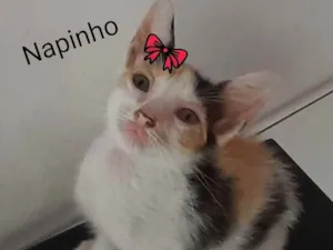 Gato raça Comum idade 2 a 6 meses nome Napinho