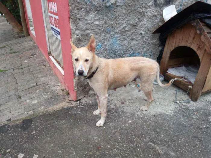 Cachorro ra a SRD idade  nome Mel