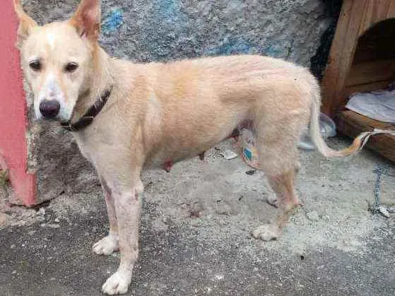 Cachorro ra a SRD idade  nome Mel
